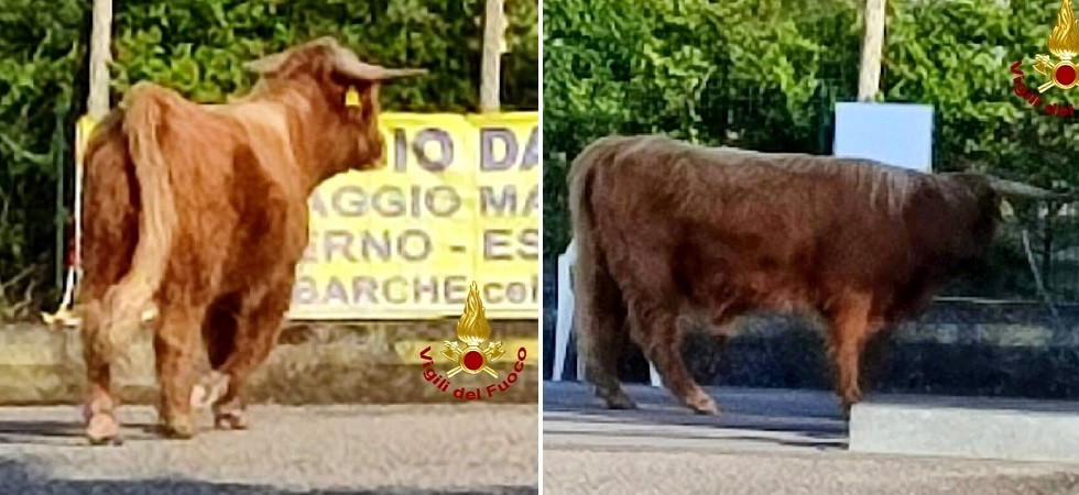 Paura sul Garda, il toro fugge dal recinto e scappa sulla strada provinciale: bloccata al circolazione